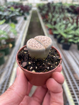 Lithop Living Stone indoor house plant