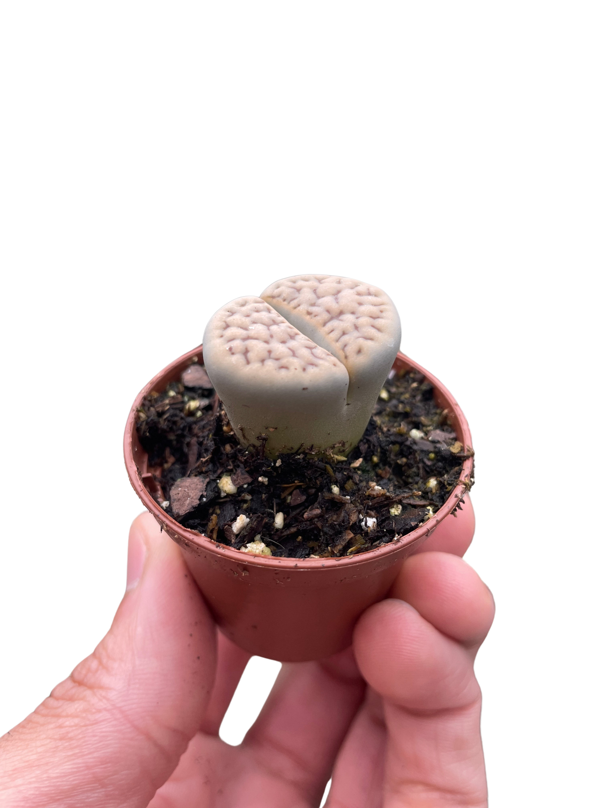 Lithop Living Stone indoor house plant