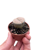 Lithop Living Stone indoor house plant