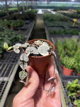 String of Hearts Variegated indoor houseplant