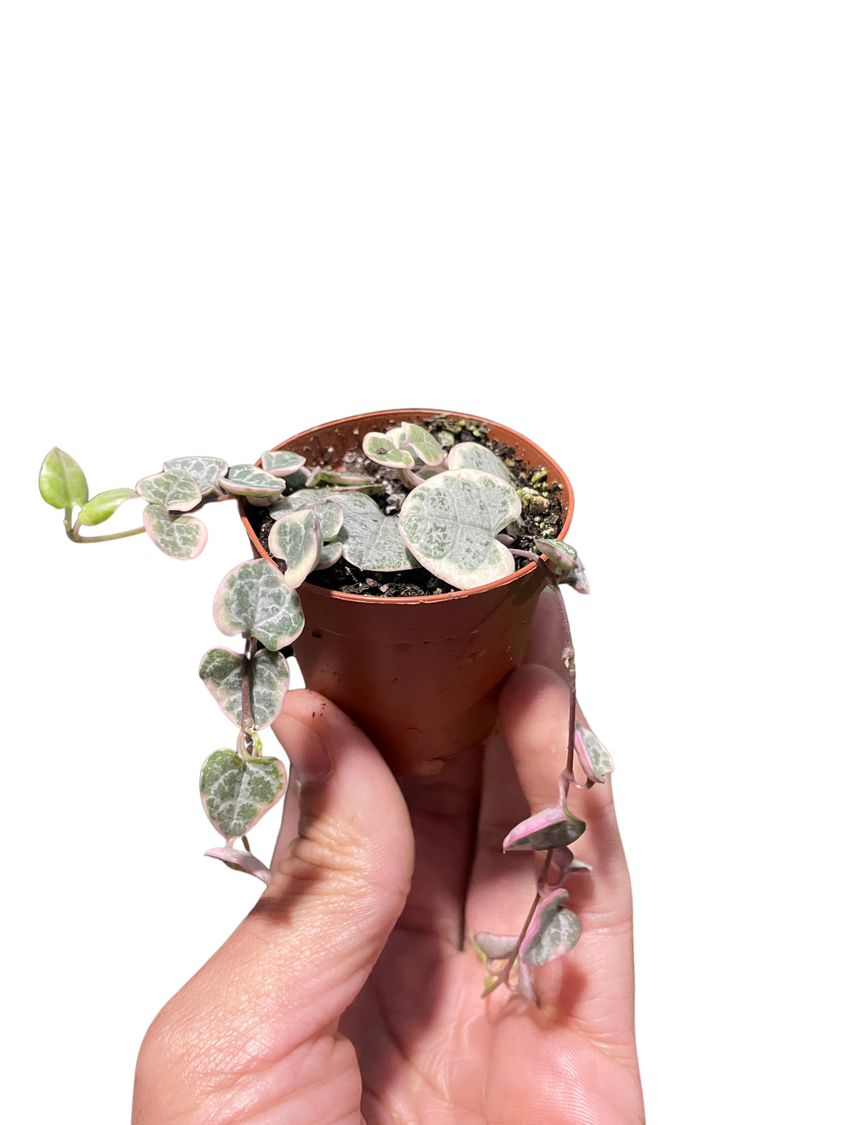 String of Hearts Variegated indoor houseplant