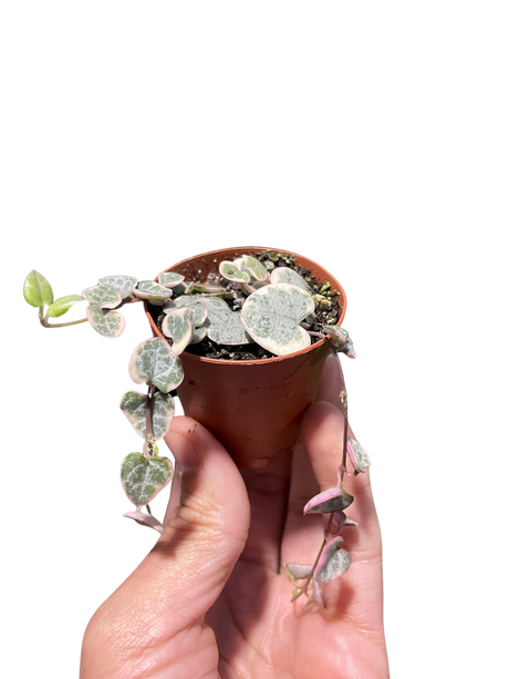 String of Hearts Variegated indoor houseplant