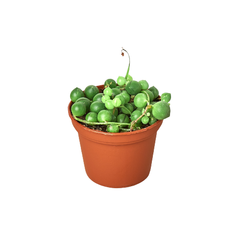 Succulent 'String of Pearls' indoor houseplant