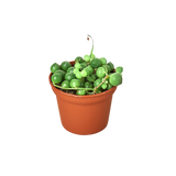 Succulent 'String of Pearls' indoor houseplant