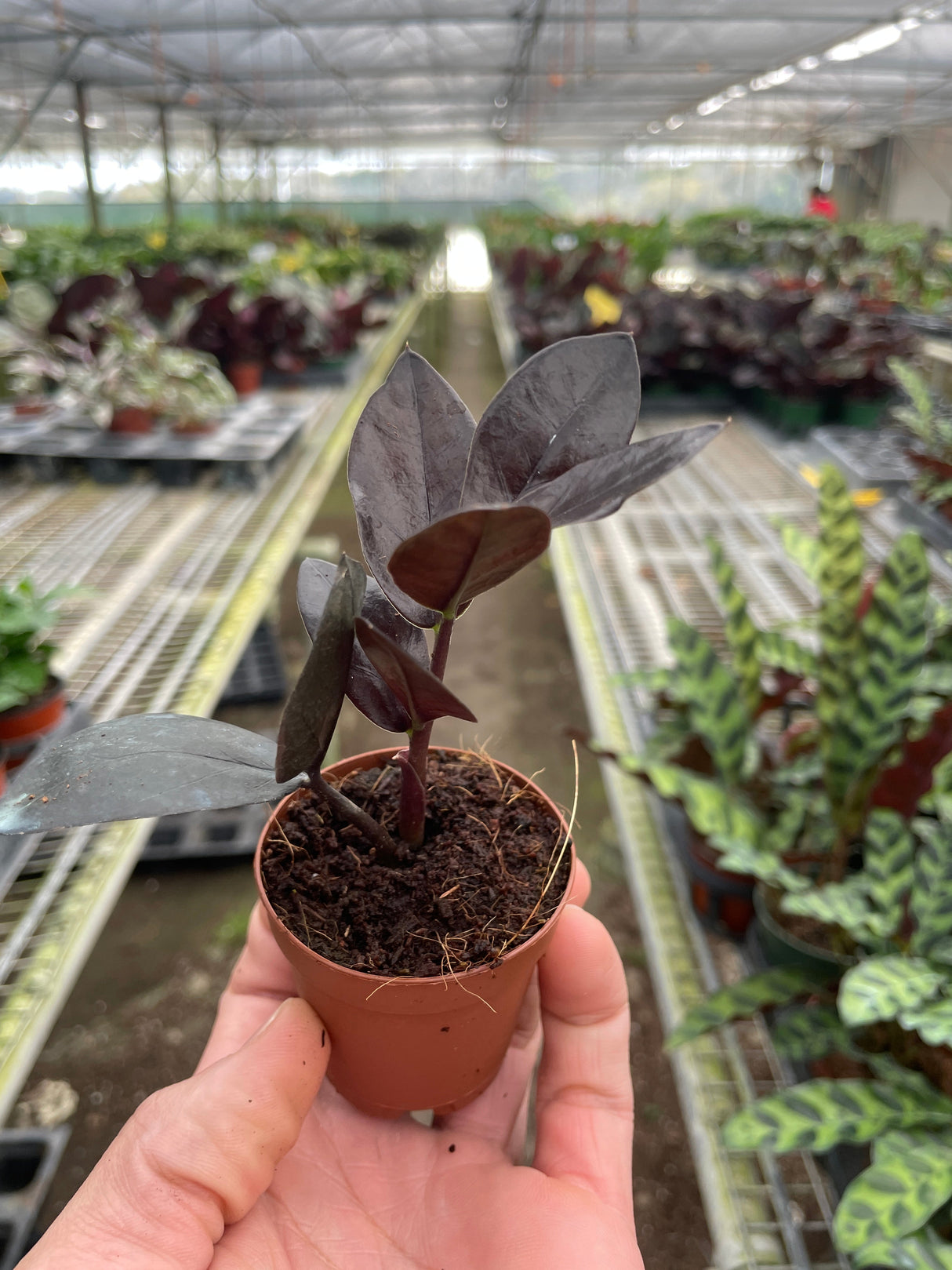 ZZ Zamioculcas 'Black Queen' indoor houseplant