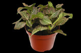 Fittonia 'Pink' indoor house plant