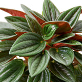 Peperomia Rosso indoor houseplant'