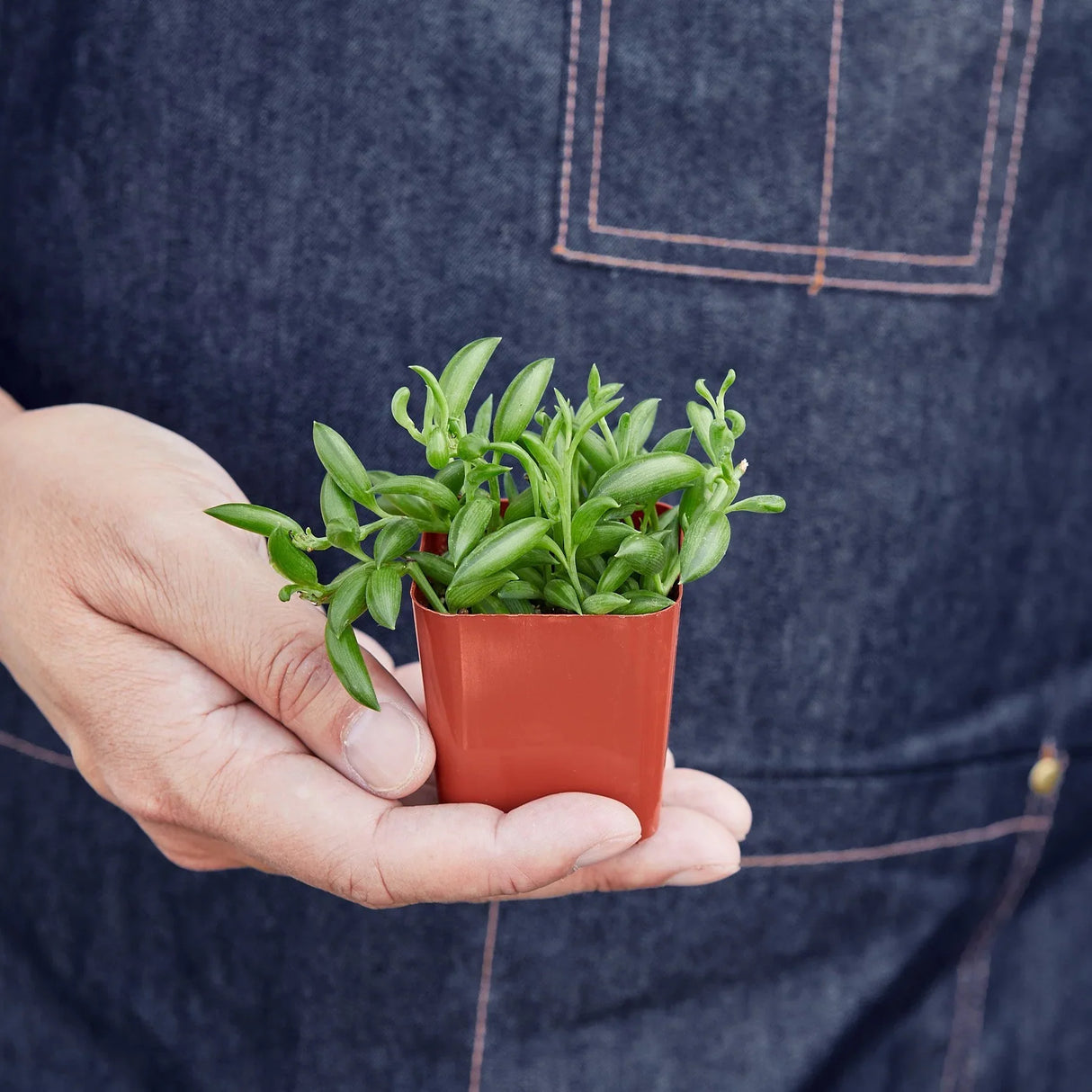 Succulent 'String of Bananas' indoor houseplant