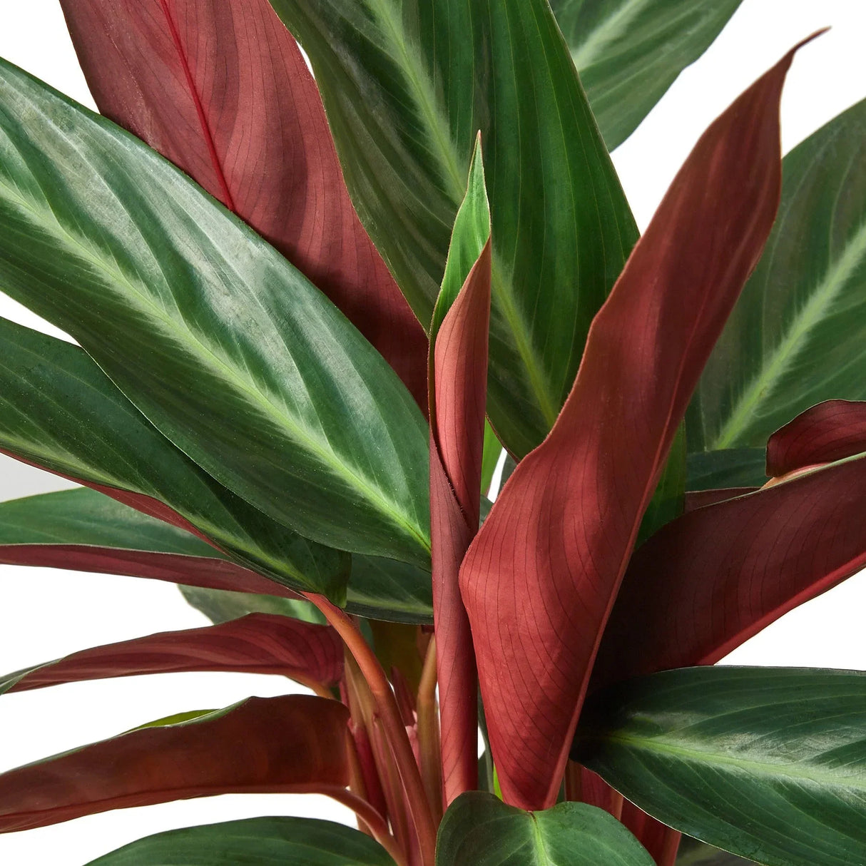 Stromanthe Sanguinea indoor houseplant