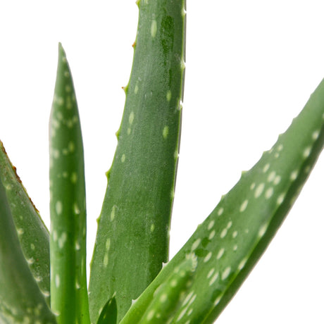 Aloe Vera indoor plant