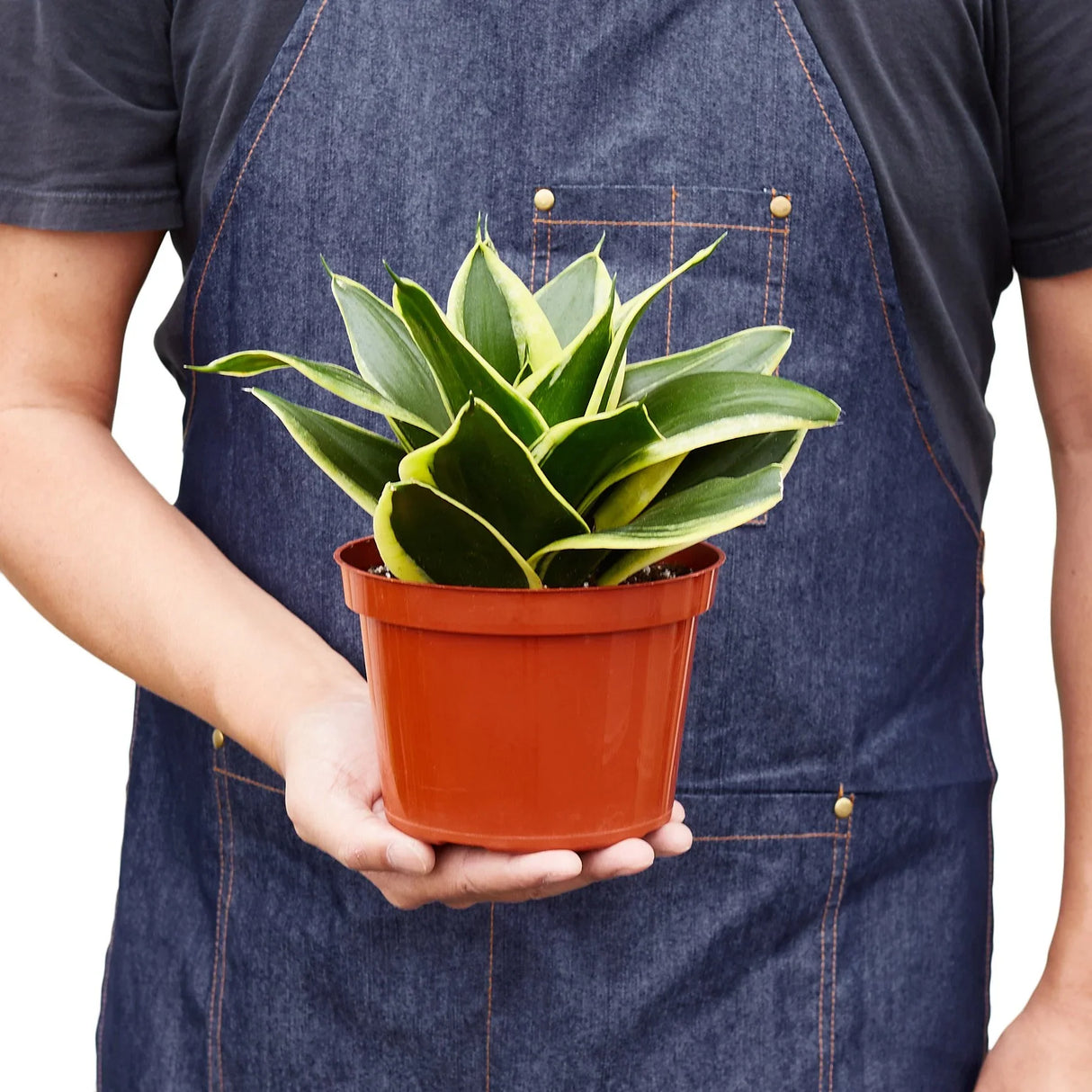 Snake Plant "Black Gold" indoor houseplant