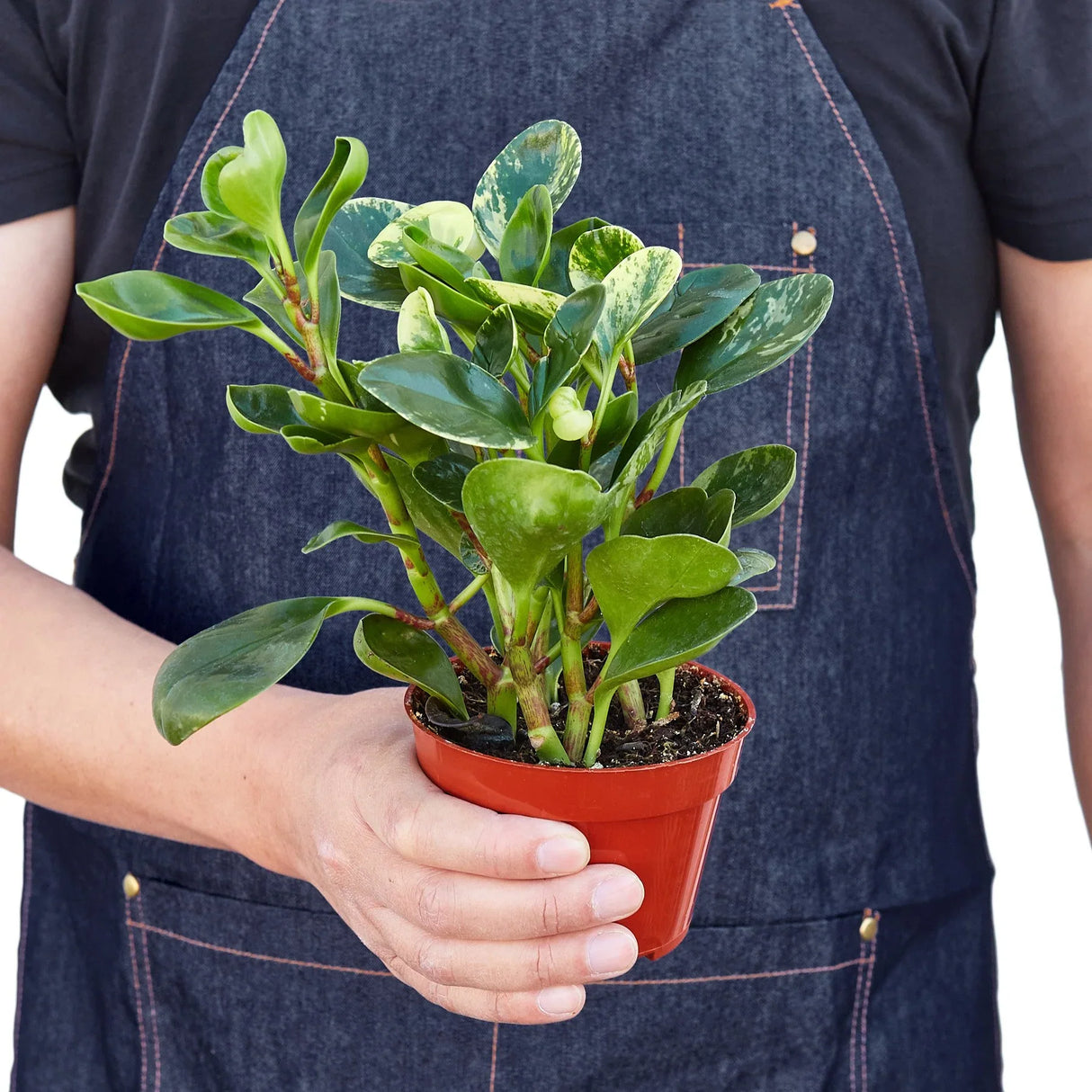 Peperomia 'Marble' indoor houseplant