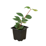 Peperomia 'Parallel' indoor houseplant