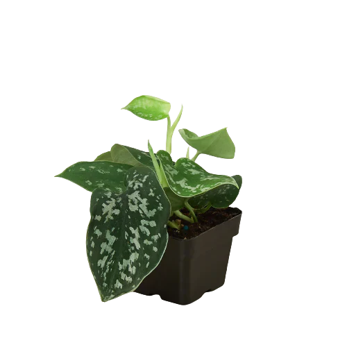 Pothos 'Satin' indoor houseplant