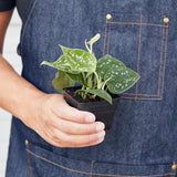 Pothos 'Satin' indoor houseplant