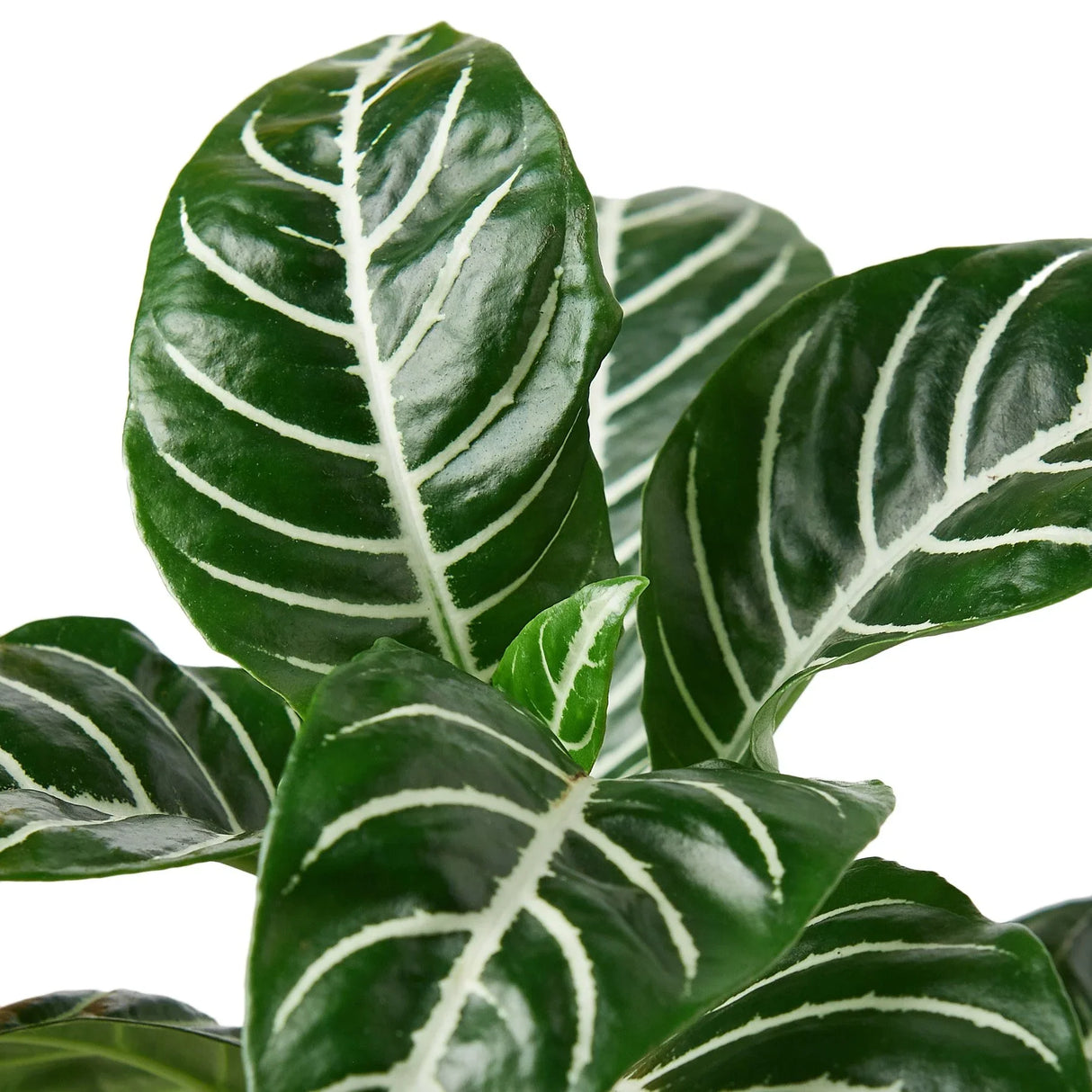 Zebra 'Aphelandra' indoor houseplant