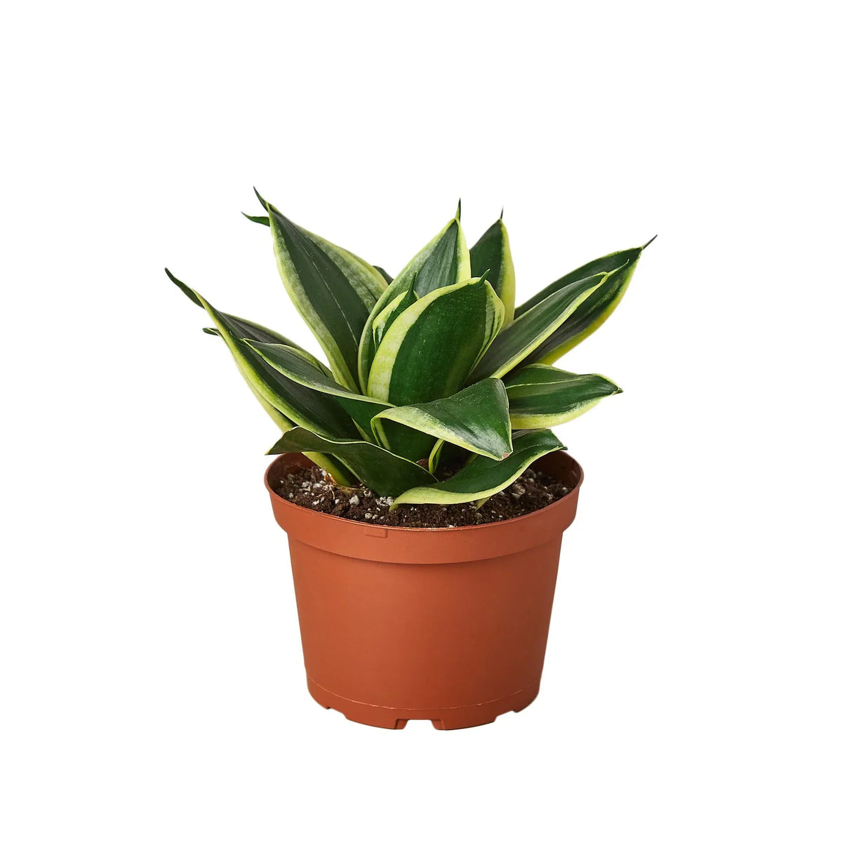 Snake Plant "Black Gold" indoor houseplant