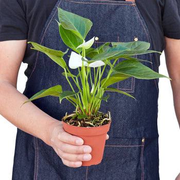 Anthurium 'White' indoor plant