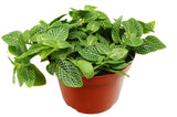 Fittonia 'White Nerve Plant' indoor houes plant