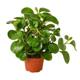 Peperomia Thailand indoor houseplant