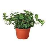 English Ivy Green California indoor house plant