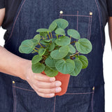 Peperomia 'Rana Verde' indoor houseplant