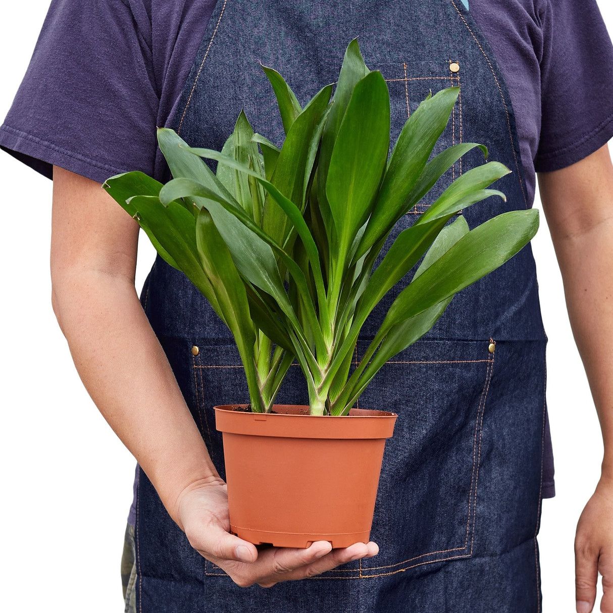 Cordyline Glauca indoor plant