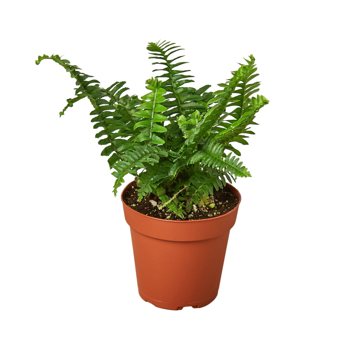 Jester's Crown Fern indoor house plant