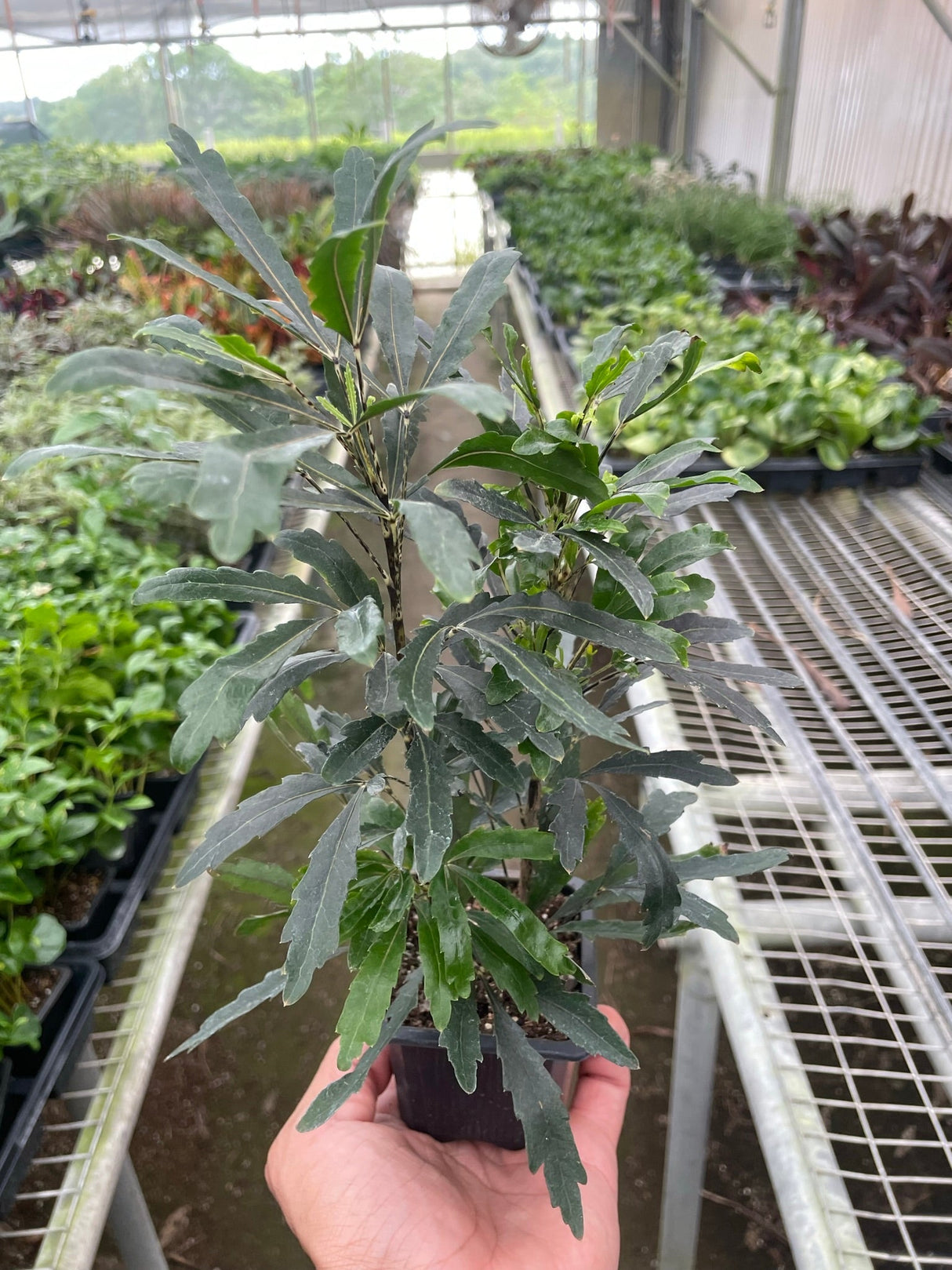 Aralia 'Green' indoor plant