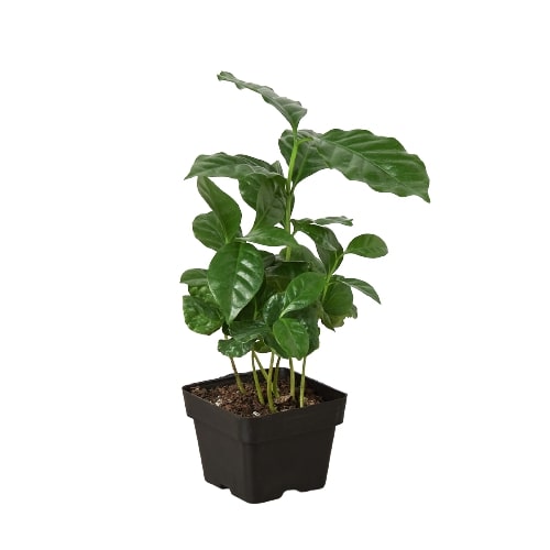 Arabica Coffee indoor plant