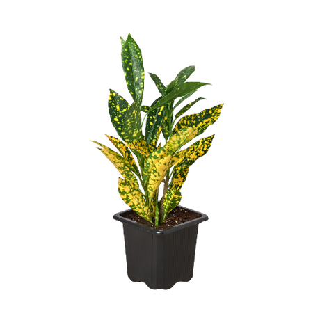 Croton 'Gold Dust'