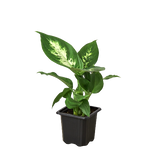 Dieffenbachia Camille