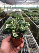 Ficus Elastica 'Triangularis' Variegated indoor house plant