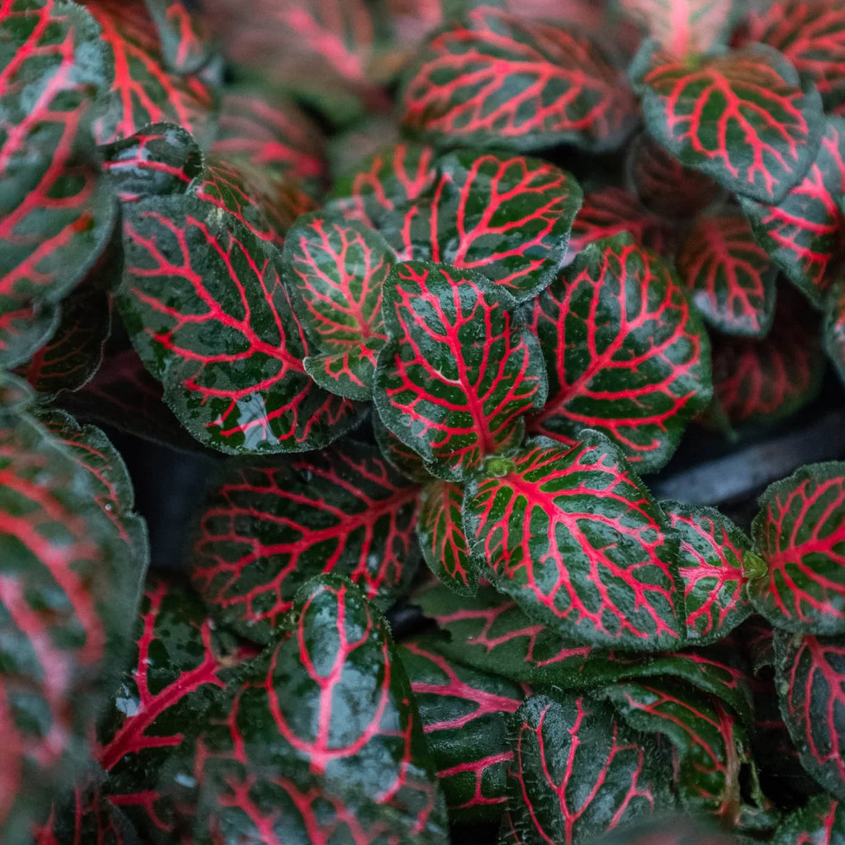 Fittonia 'Red' indoor house plant