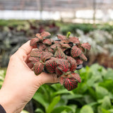 Fittonia 'Red' indoor house plant