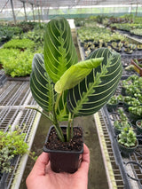 Maranta 'Lemon Lime' indoor house plant