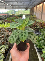 Maranta 'Leuconeura' indoor house plant