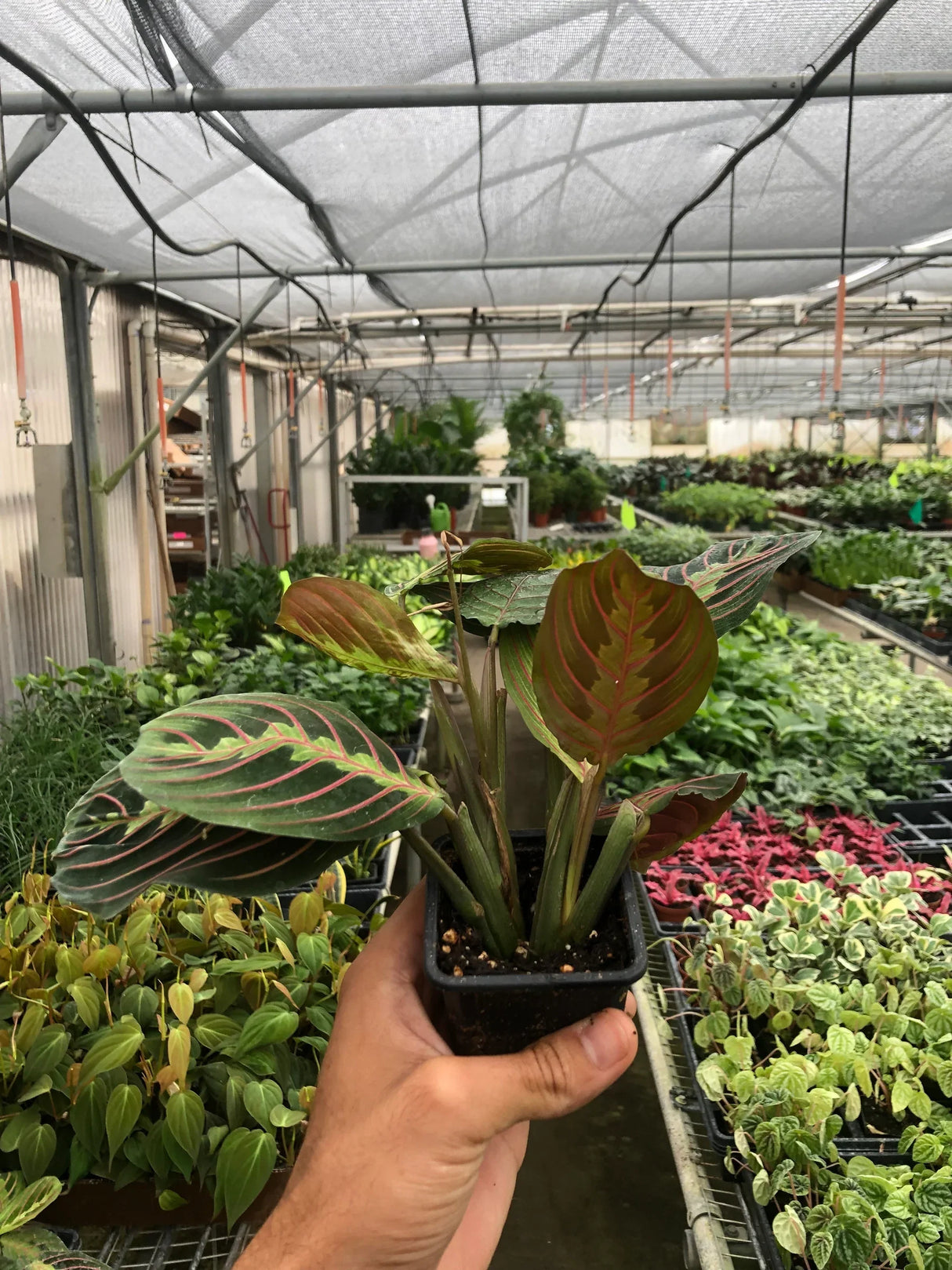 Maranta Red Prayer indoor house plant