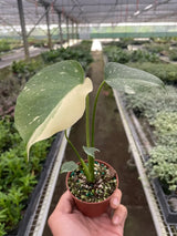 Monstera 'Thai Constellation' indoor house plant