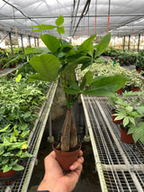 Money Tree 'Guiana Chestnut' Pachira Braid indoor house plants