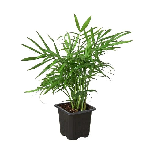 Parlor Palm indoor house plant