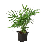 Parlor Palm indoor house plant