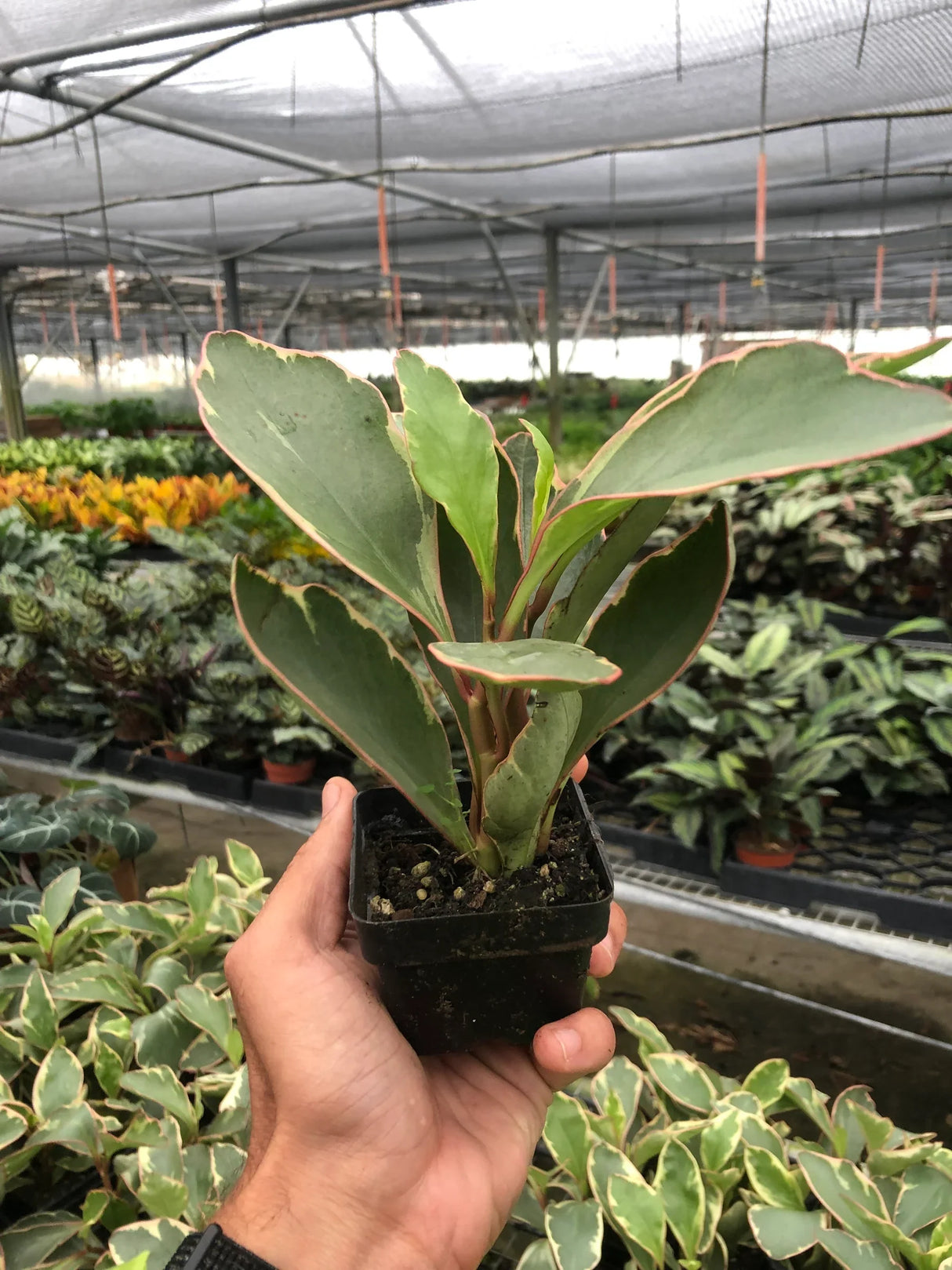 Peperomia 'Ginny' indoor houseplant