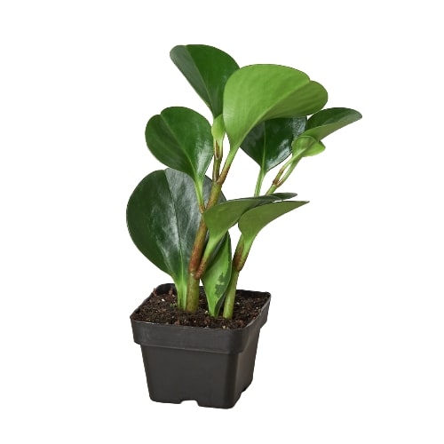 Peperomia Thailand indoor houseplant