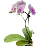 Orchid 'Light Pink Phalaenopsis' indoor house plant