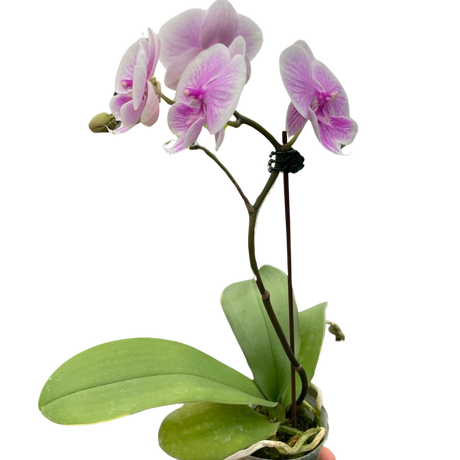 Orchid 'Light Pink Phalaenopsis' indoor house plant