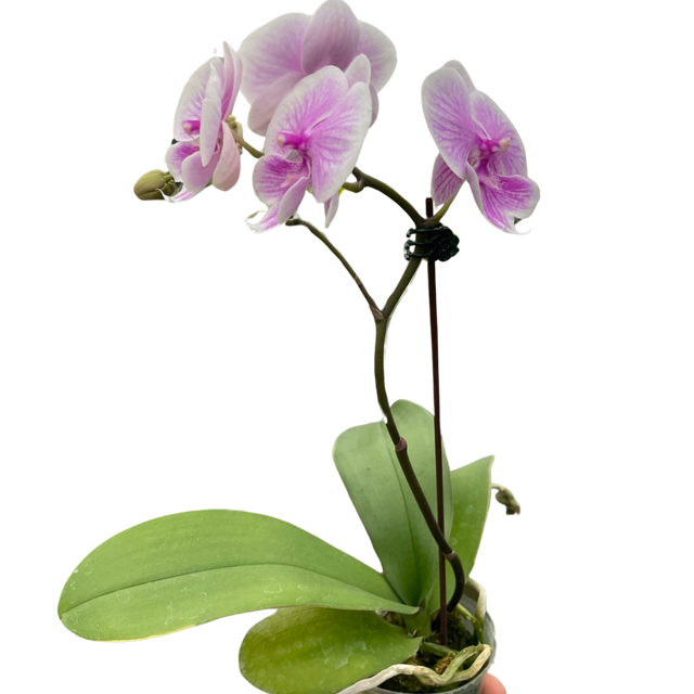 Orchid 'Light Pink Phalaenopsis' indoor house plant