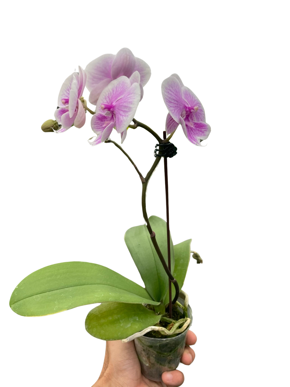 Orchid 'Light Pink Phalaenopsis' indoor house plant