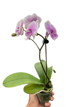 Orchid 'Light Pink Phalaenopsis' indoor house plant