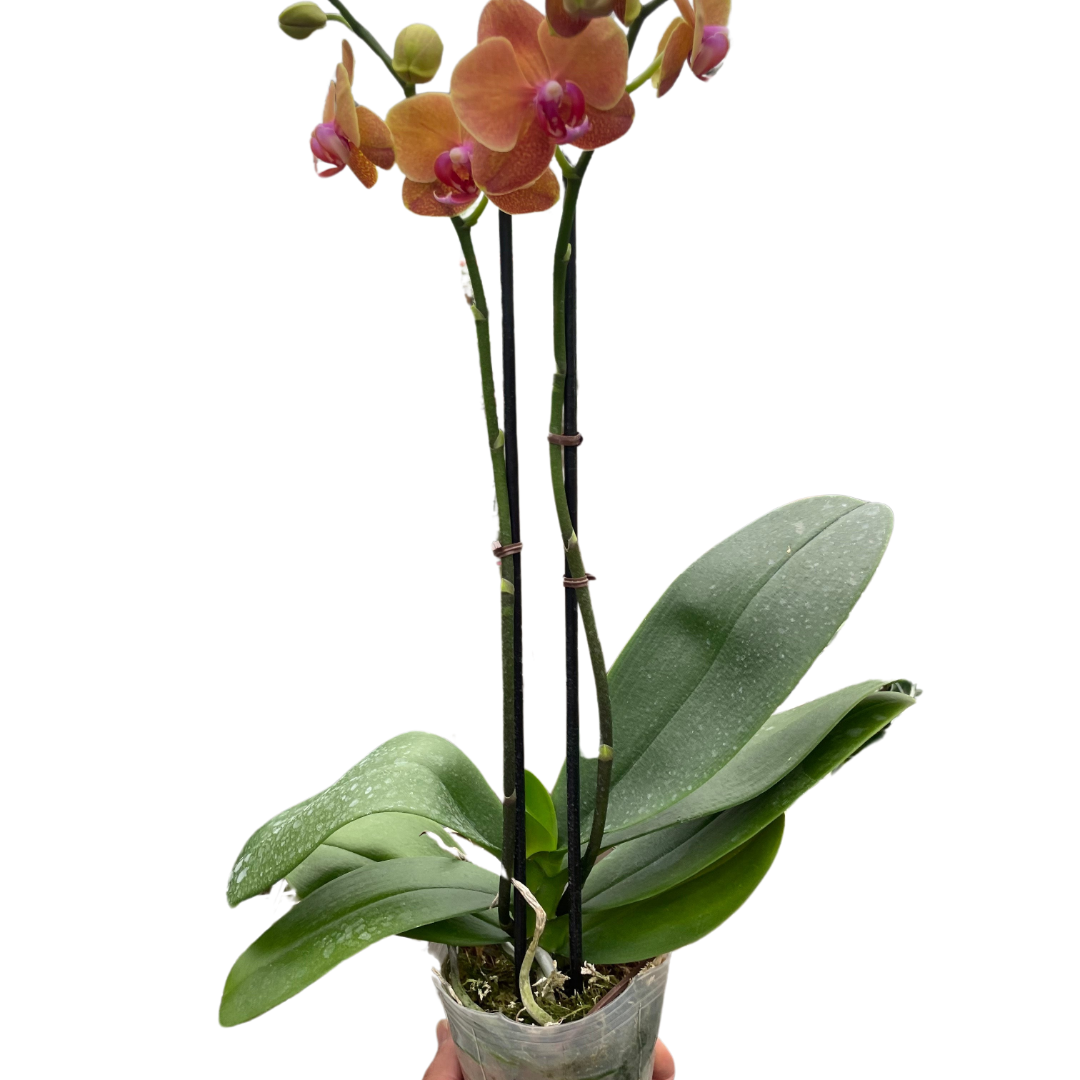 Orchid 'Orange Phalaenopsis' indoor house plant